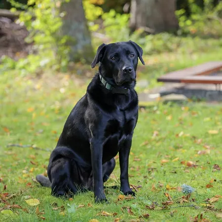 Altes Forsthaus Kniebis | | Nachtloipe | Eingezaeunt Сasa de vacaciones Freudenstadt
